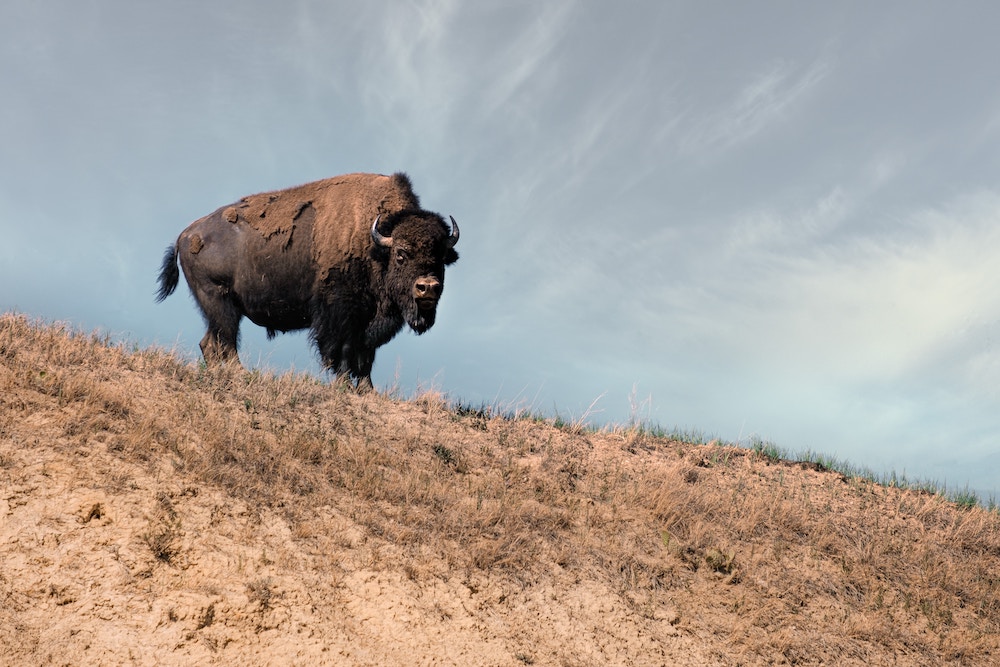 Tribal bison restoration efforts could present untapped opportunities for collaboration, private investment