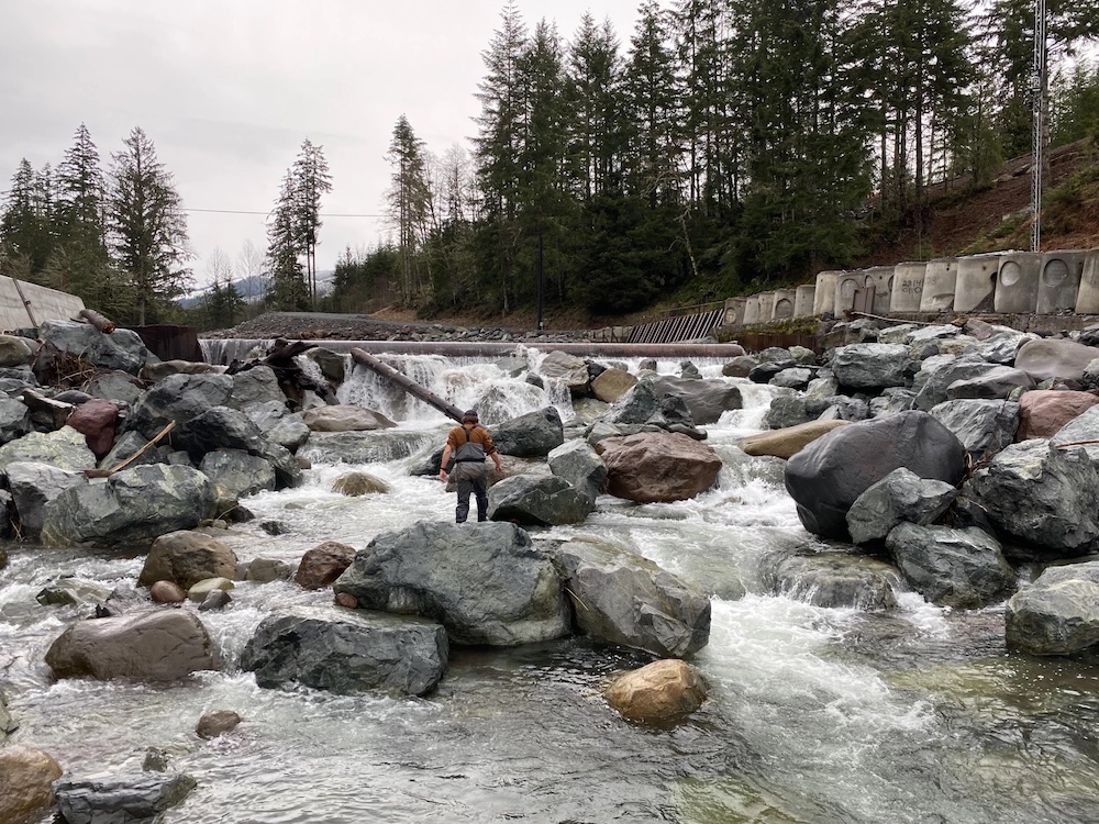 For the 1st time in a century, WA river will flow freely after Puyallup Tribe prevails in lawsuit