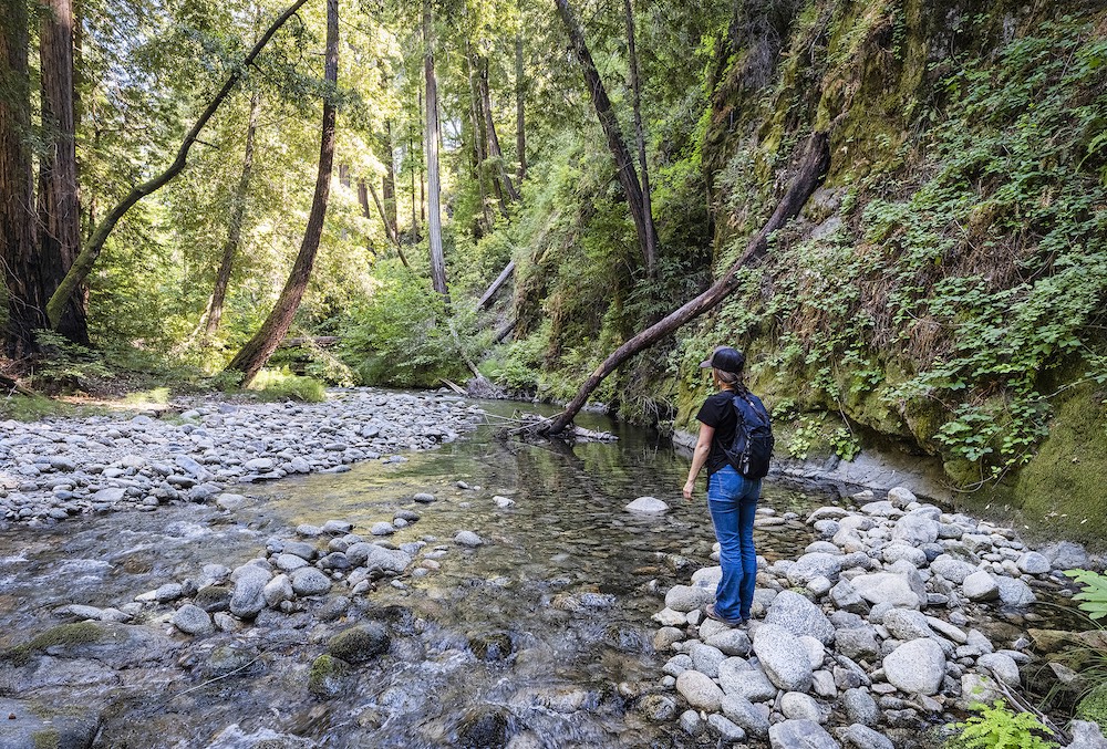 A hiker takes in a stretch of the Little Sur River on the newly transferred Pico Blanco property, which includes 1.3 miles of the waterway and some of the Central Coast's oldest redwood groves. (Photo: Kodiak Greenwood/Western Rivers Conservancy)