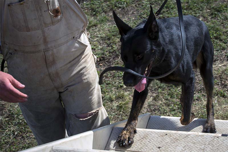 military dog training