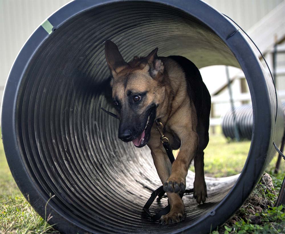 Military working dog trainee